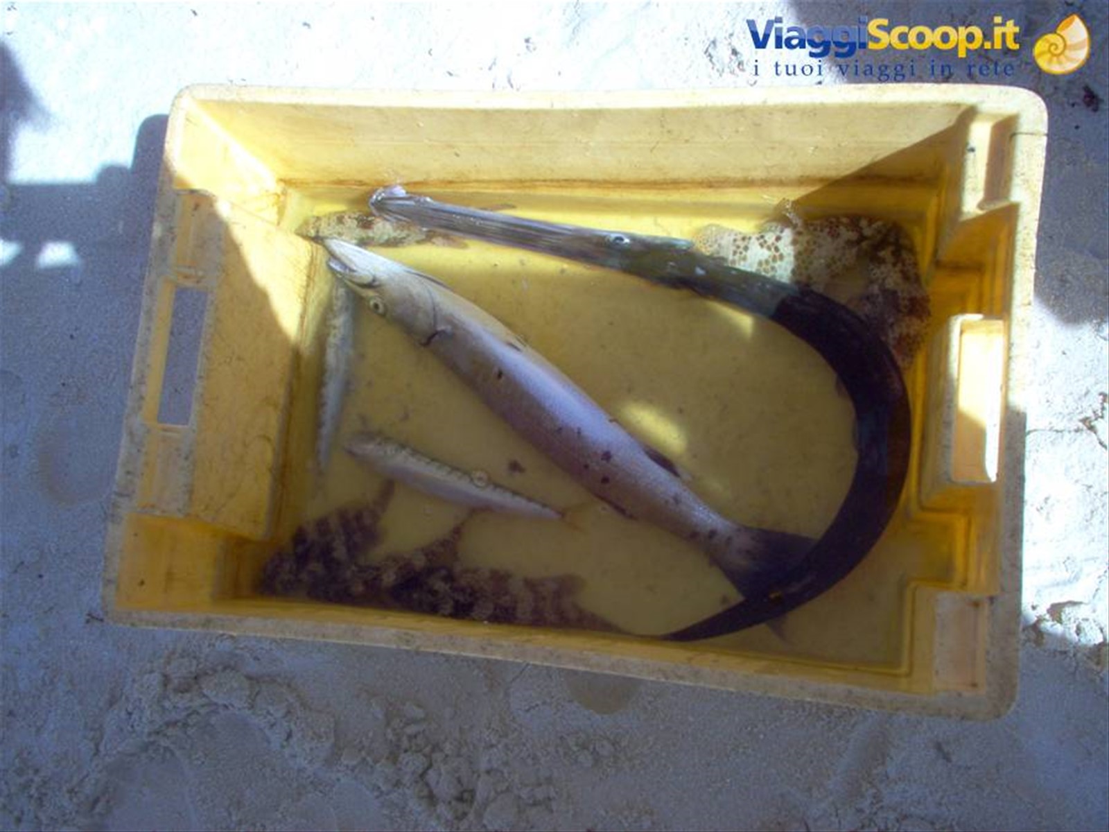 barracuda e trombetta