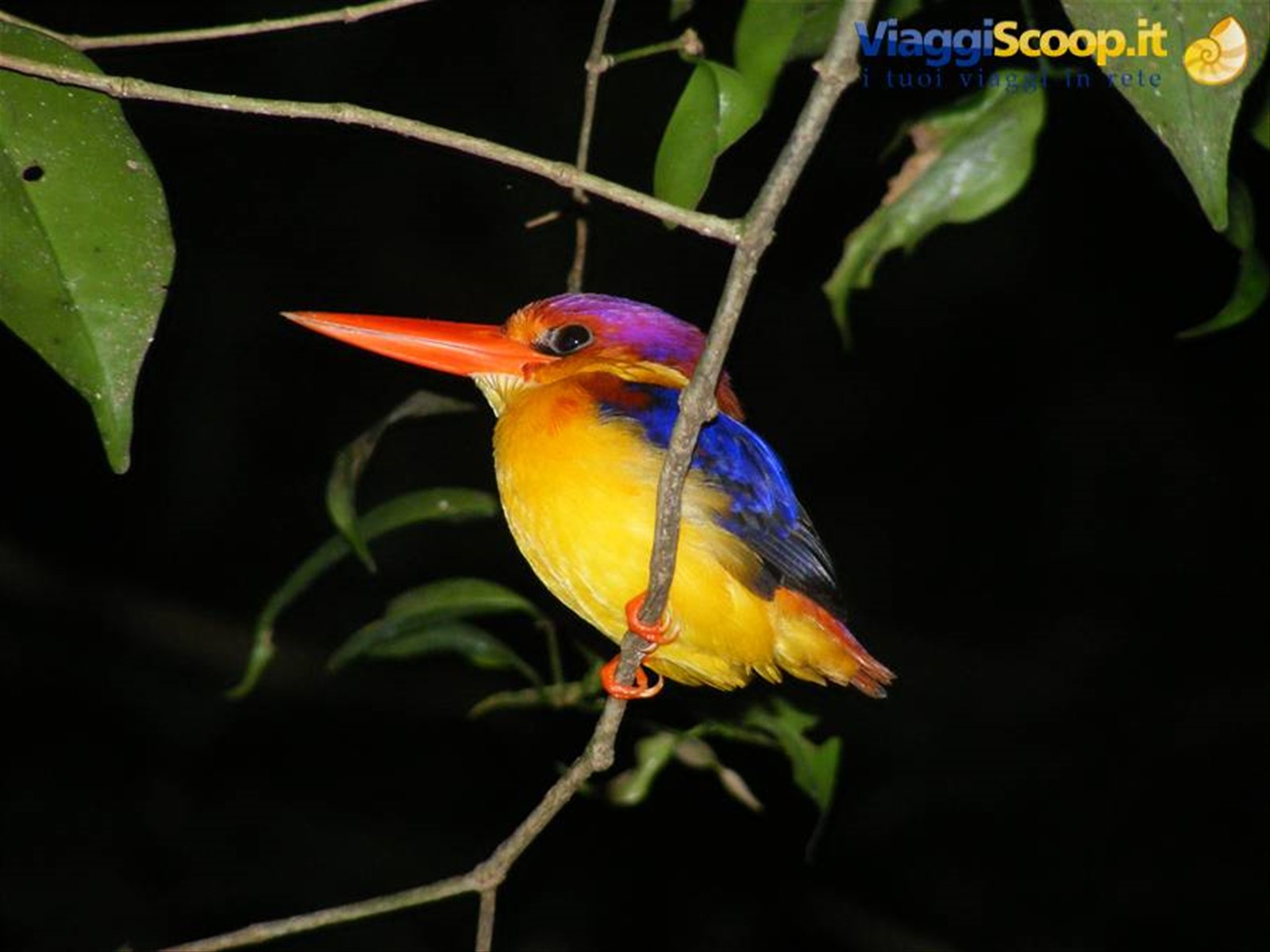 BORNEO JUNGLE