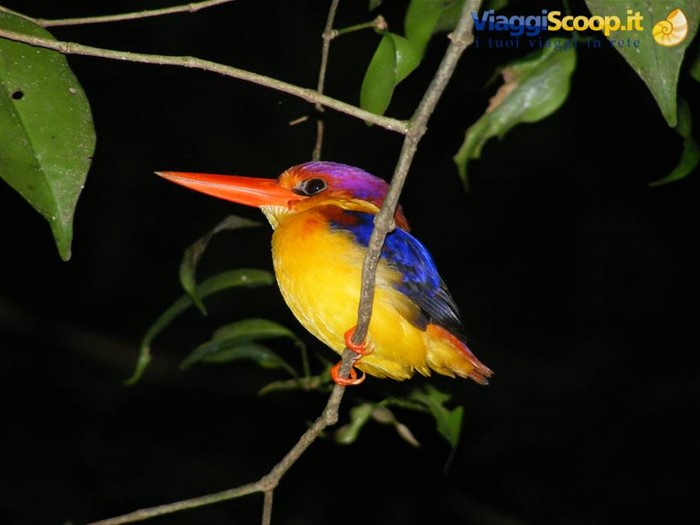 BORNEO JUNGLE