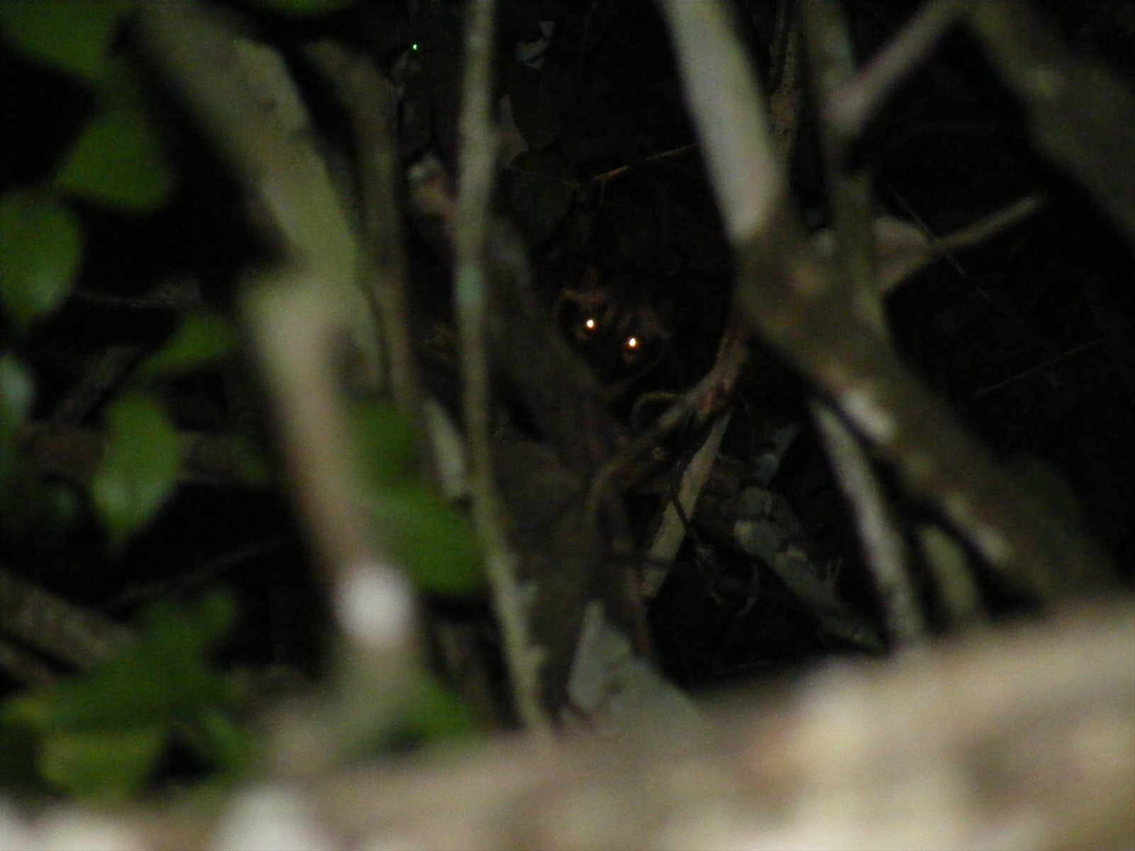 gatto selvatico nella giungla del Borneo