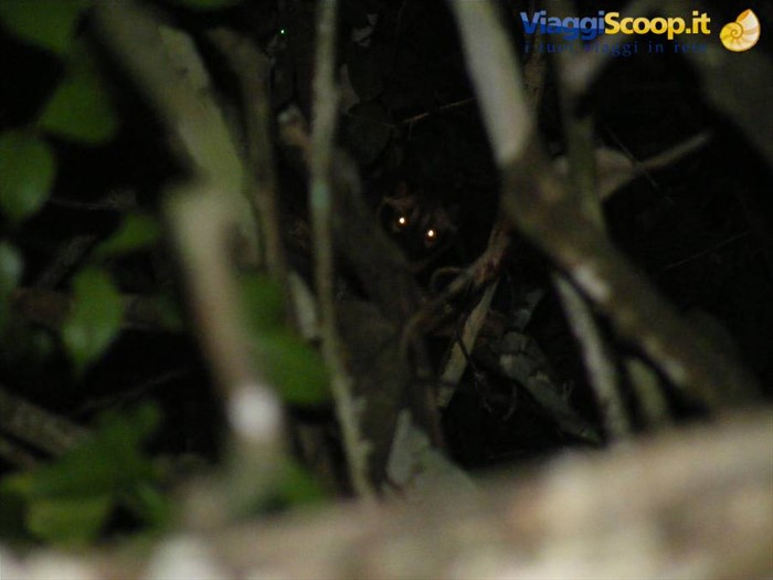 gatto selvatico nella giungla del Borneo