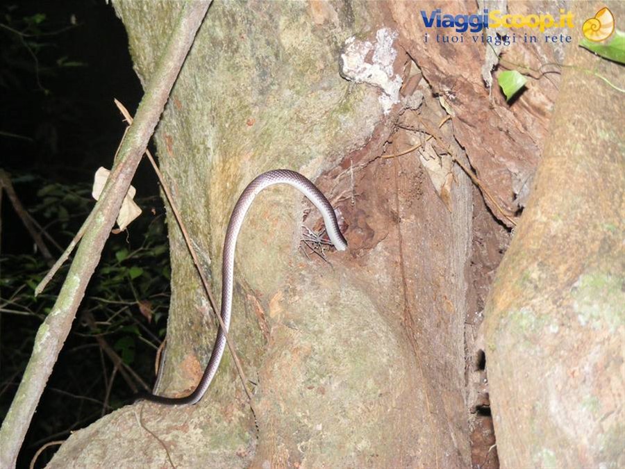Serpente nella giungla del Borneo