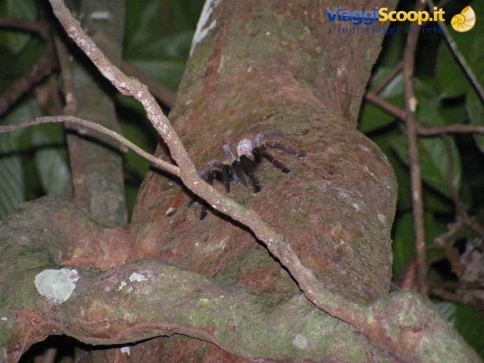 Tarantola nella giungla del Borneo