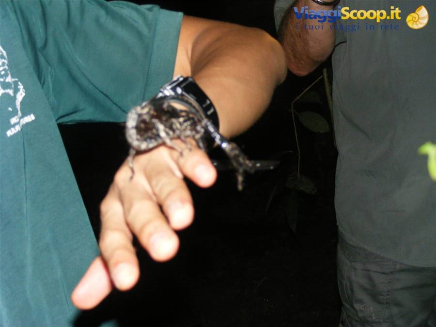 Guida e scorpione della giungla del Borneo