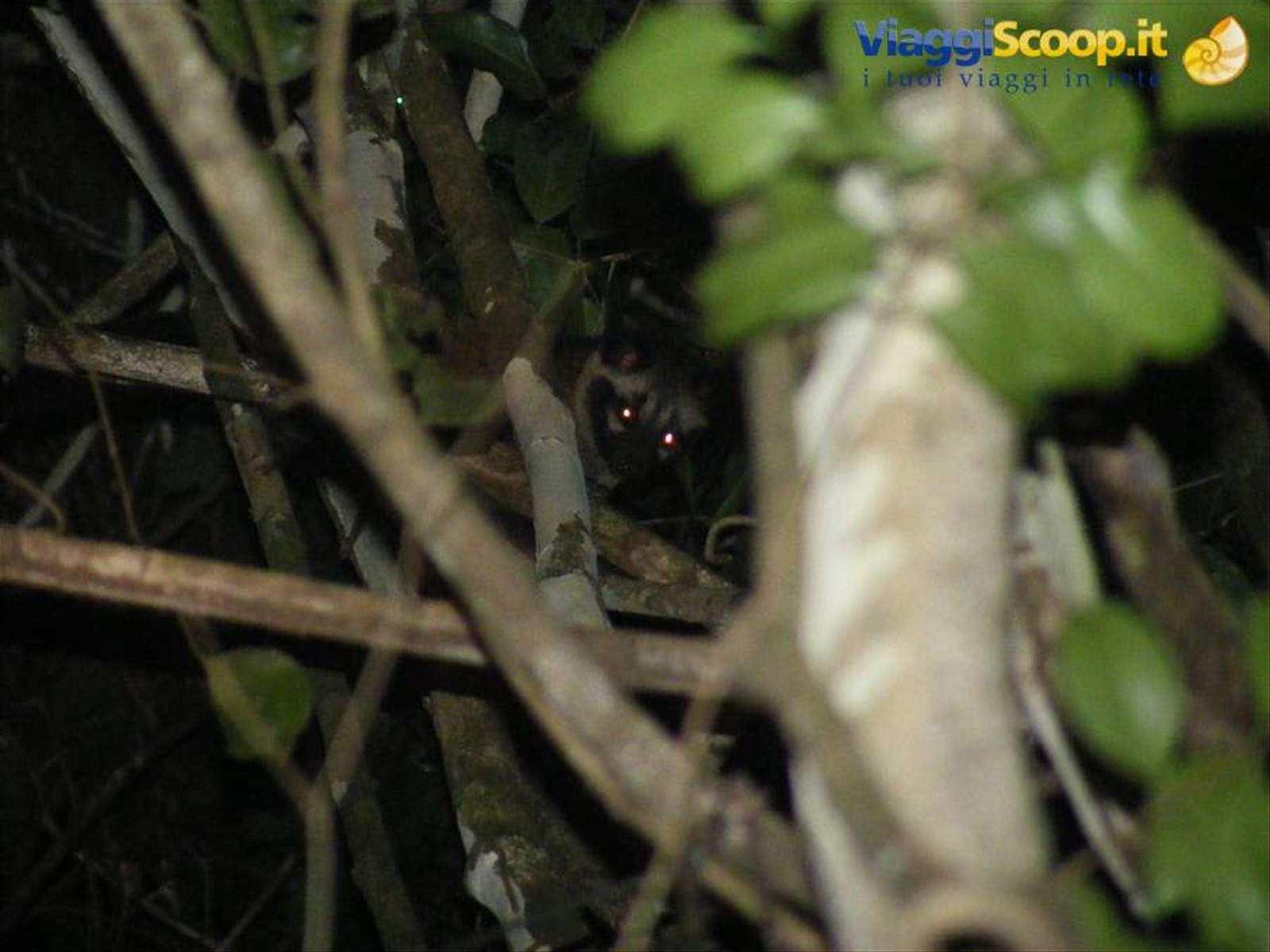 Gatto selvatico nella giungla del Borneo