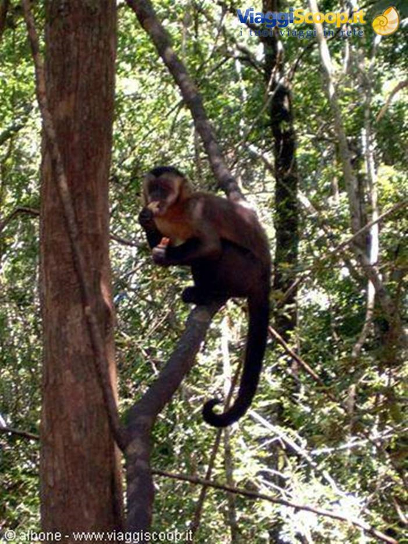 2.9 - Monkey Land (Cercopiteco)