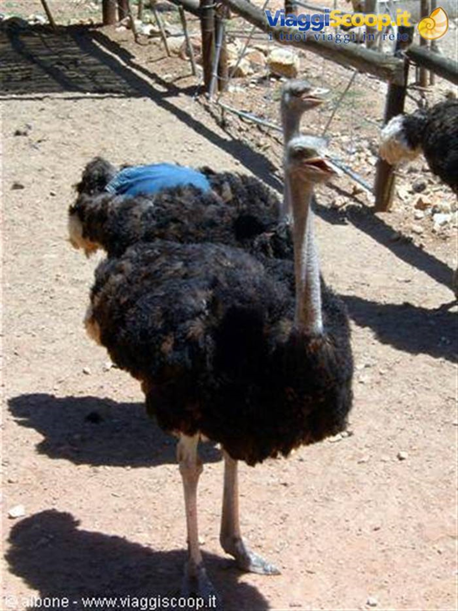 3.5 Oudtshoorn - CangoOstrichFarm (Struzzi)