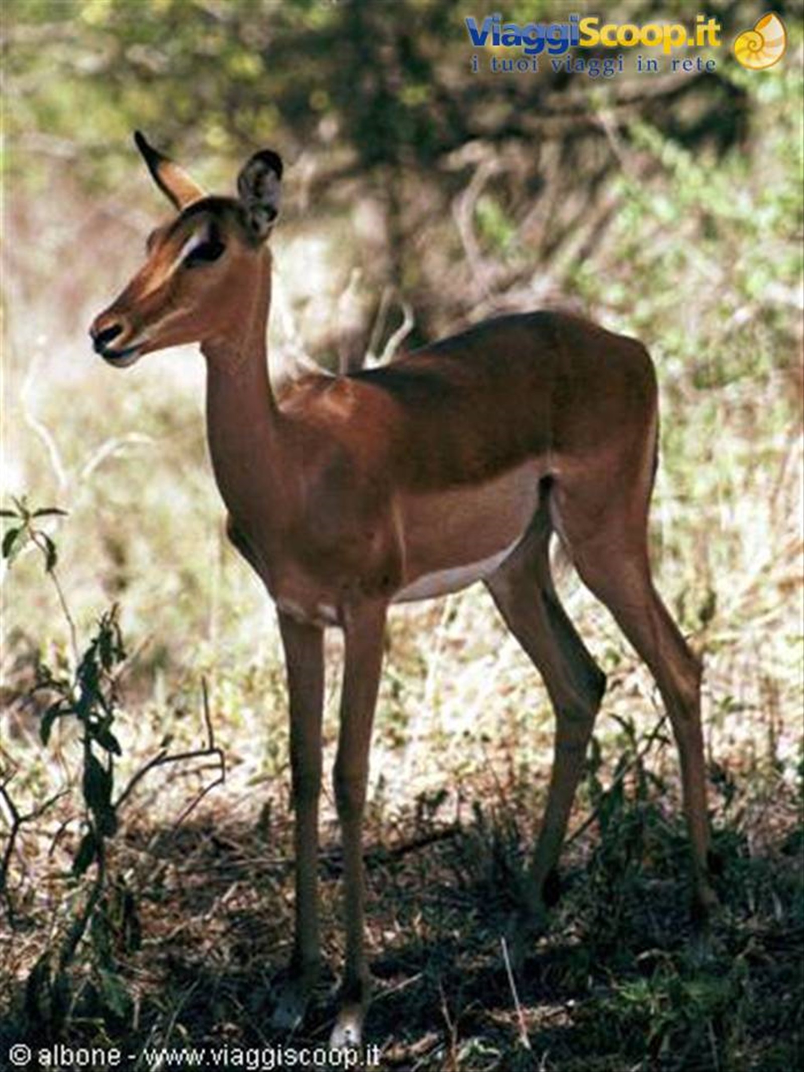 11.7 - Kruger National Park (Impala).JPG