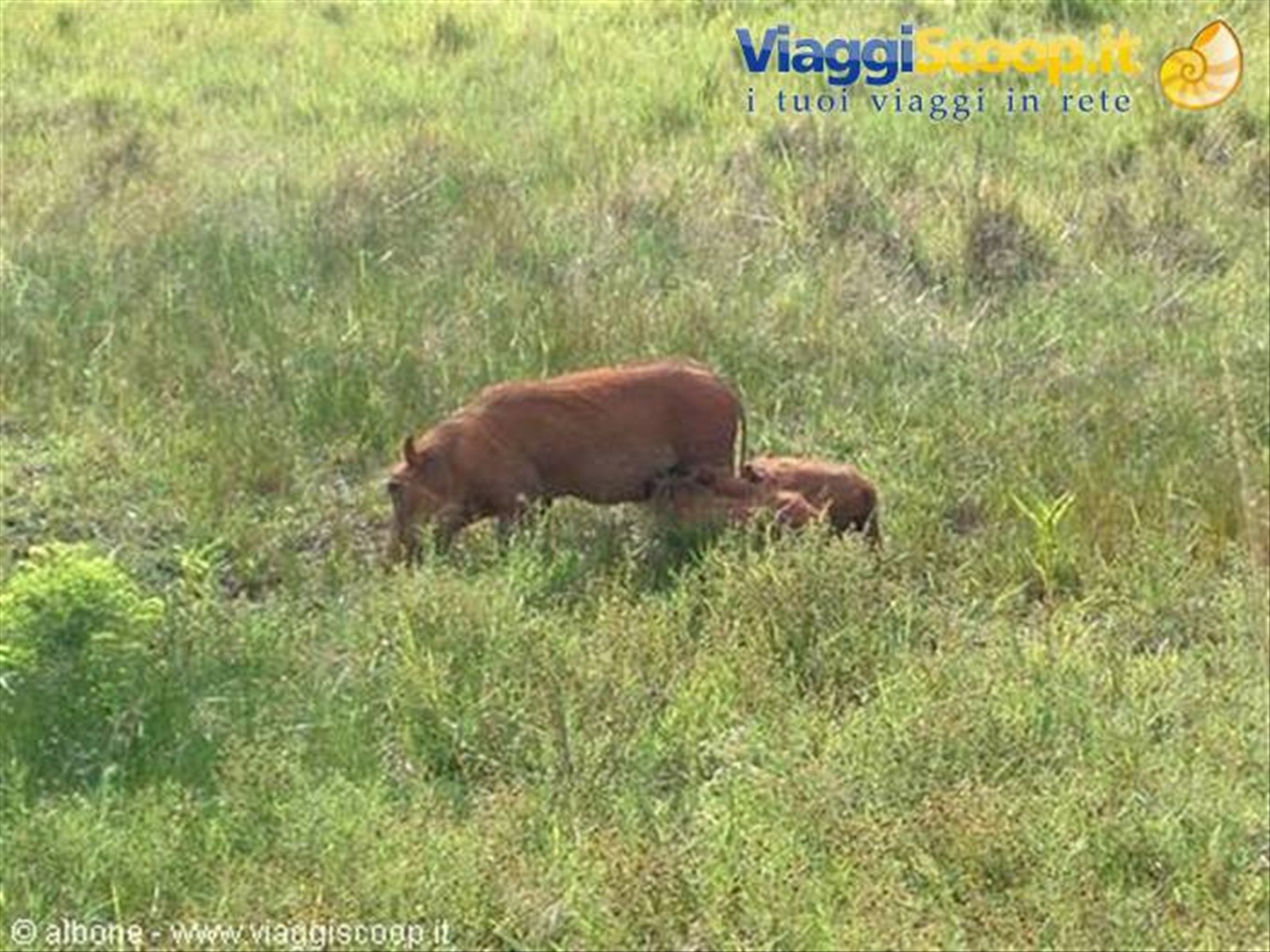 Milwane Wildlife Sanctuary Nature Reserve (Facocero)