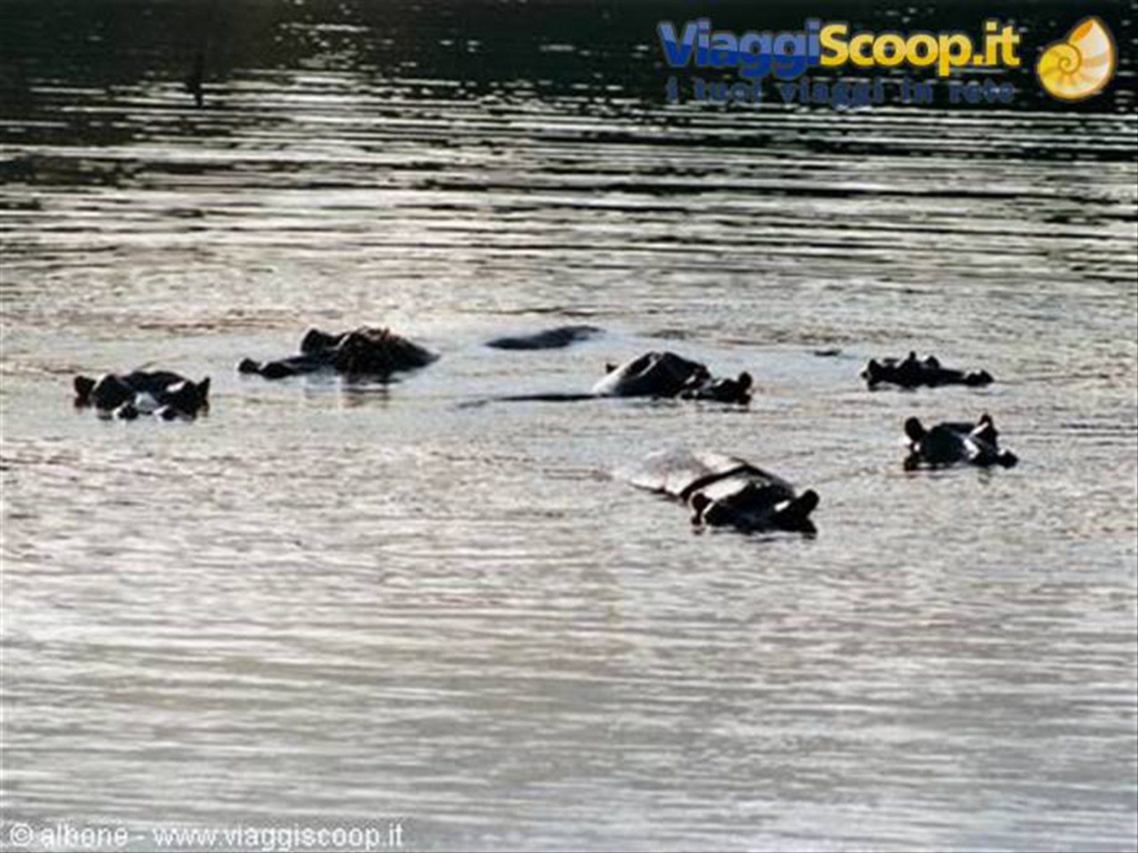 Swaziland - Milwane Wildlife Sanctuary Nature Reserve (Ippopotami)