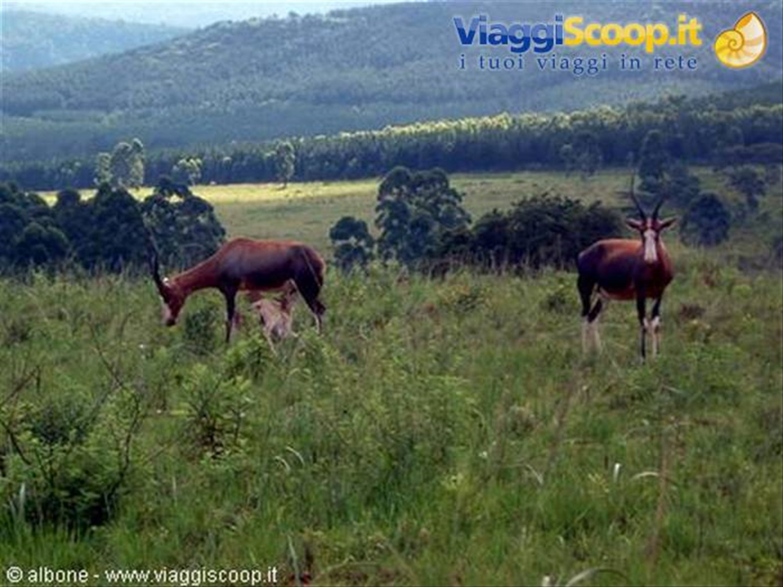 Milwane Wildlife Sanctuary Nature Reserve (Botenbok)