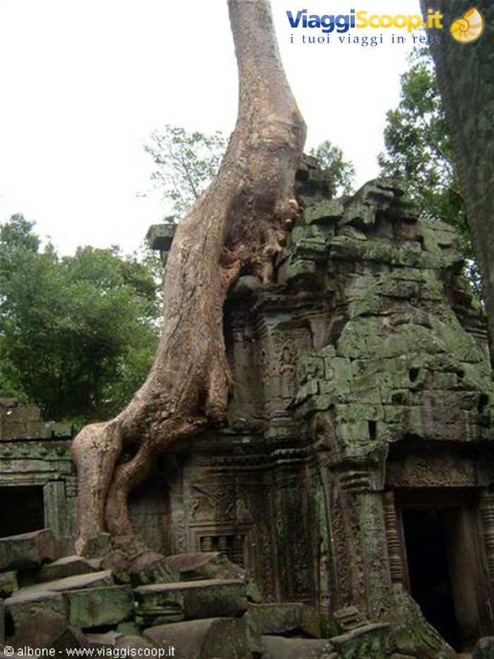 Angkor - Ta Prohm