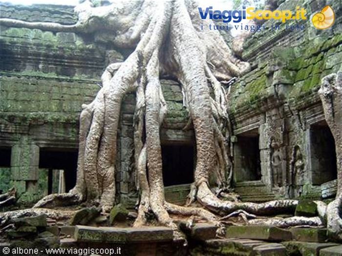 Angkor - Ta Prohm