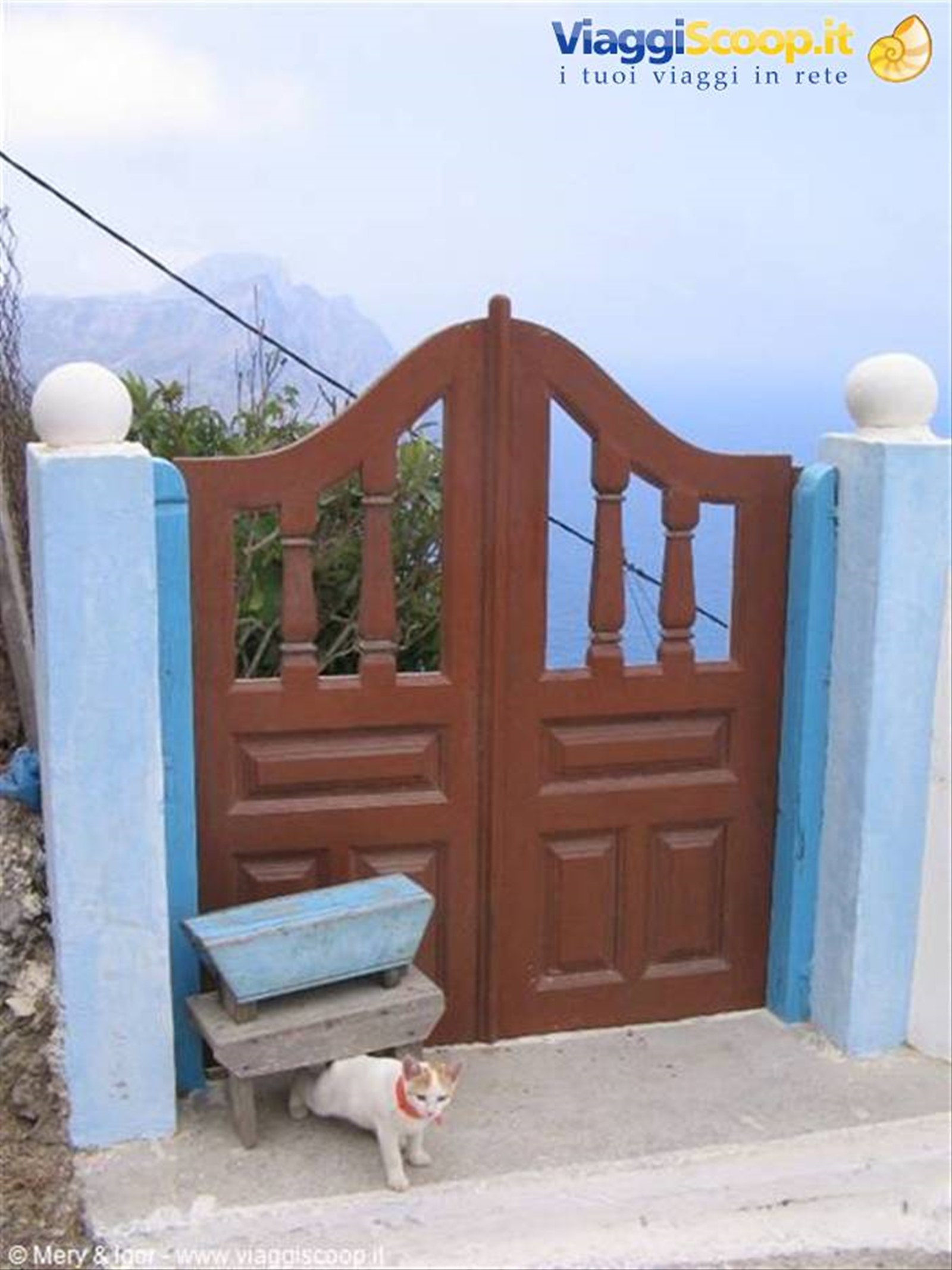 Greek cat