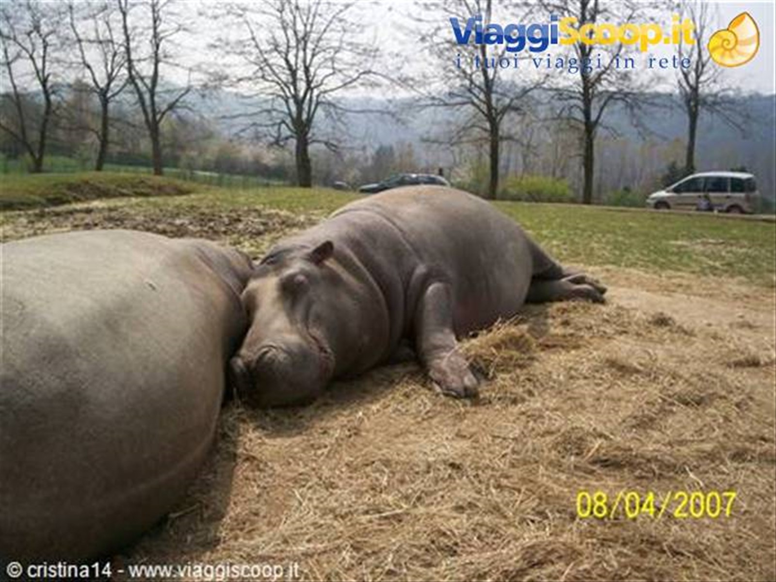 Ippopotamo
