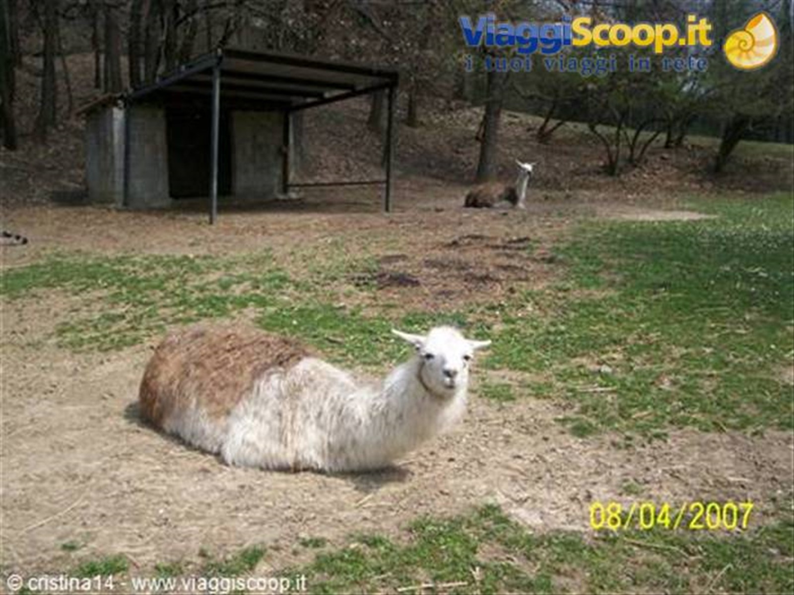 Un simpatico Lama