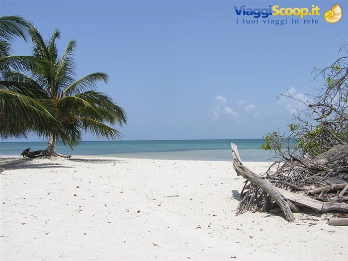 CAYO MACHO