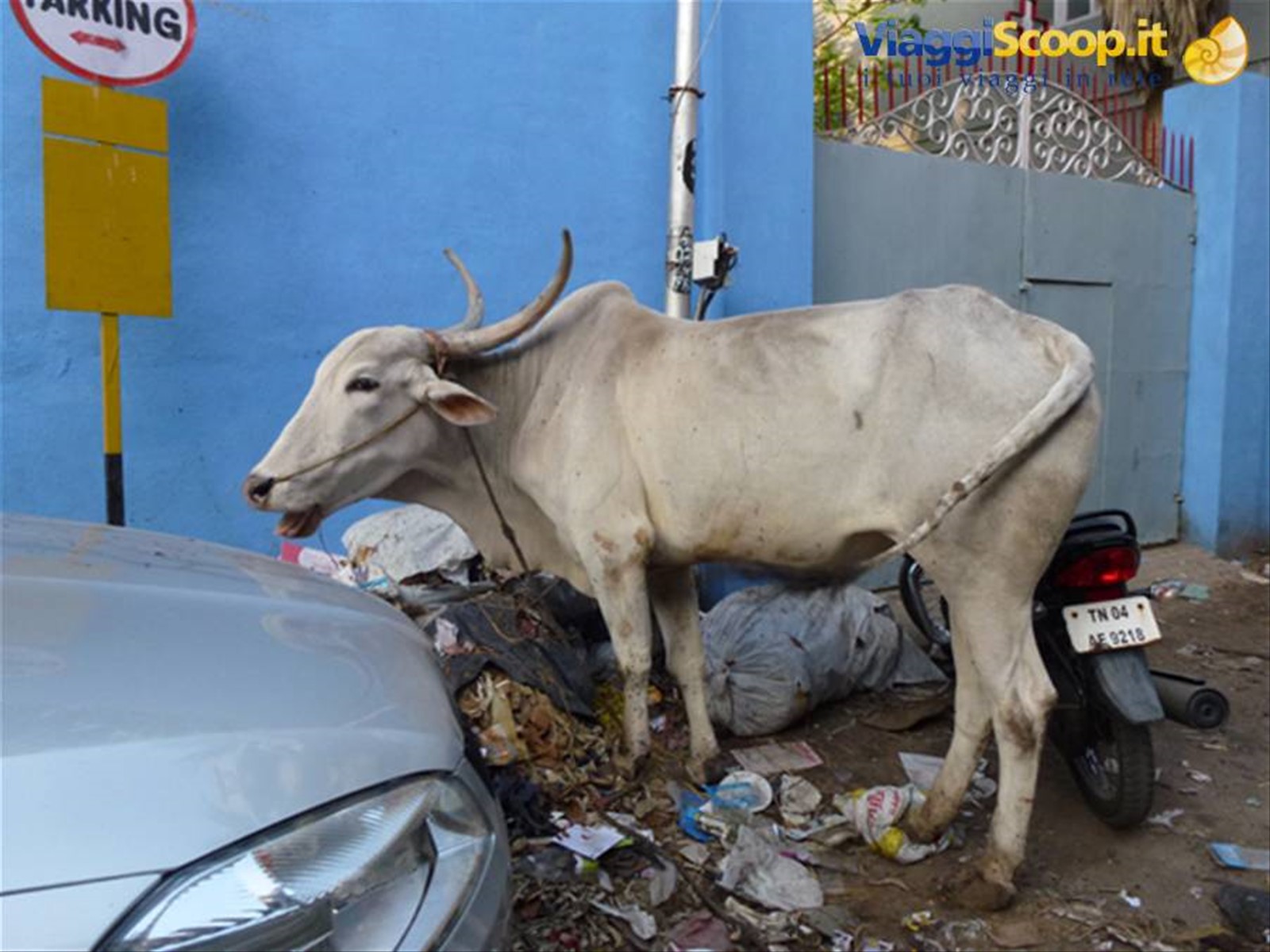 Foto di viaggio in INDIA