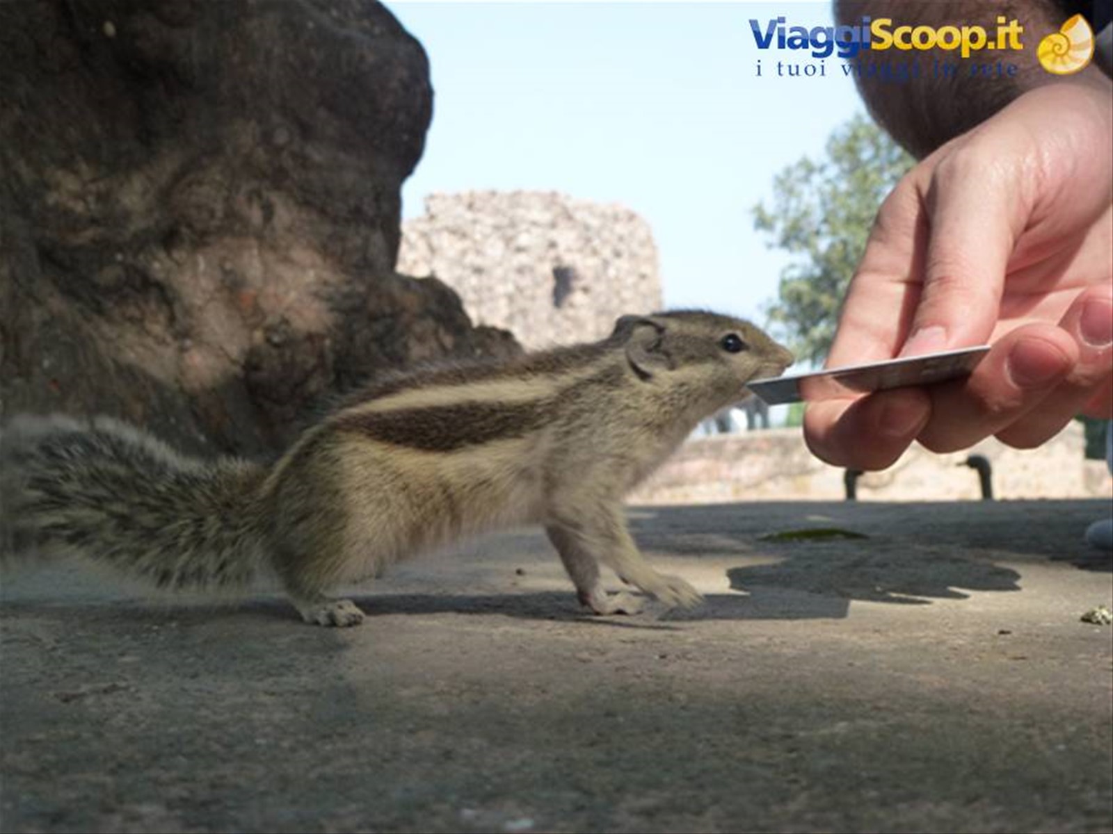 Foto di viaggio in INDIA