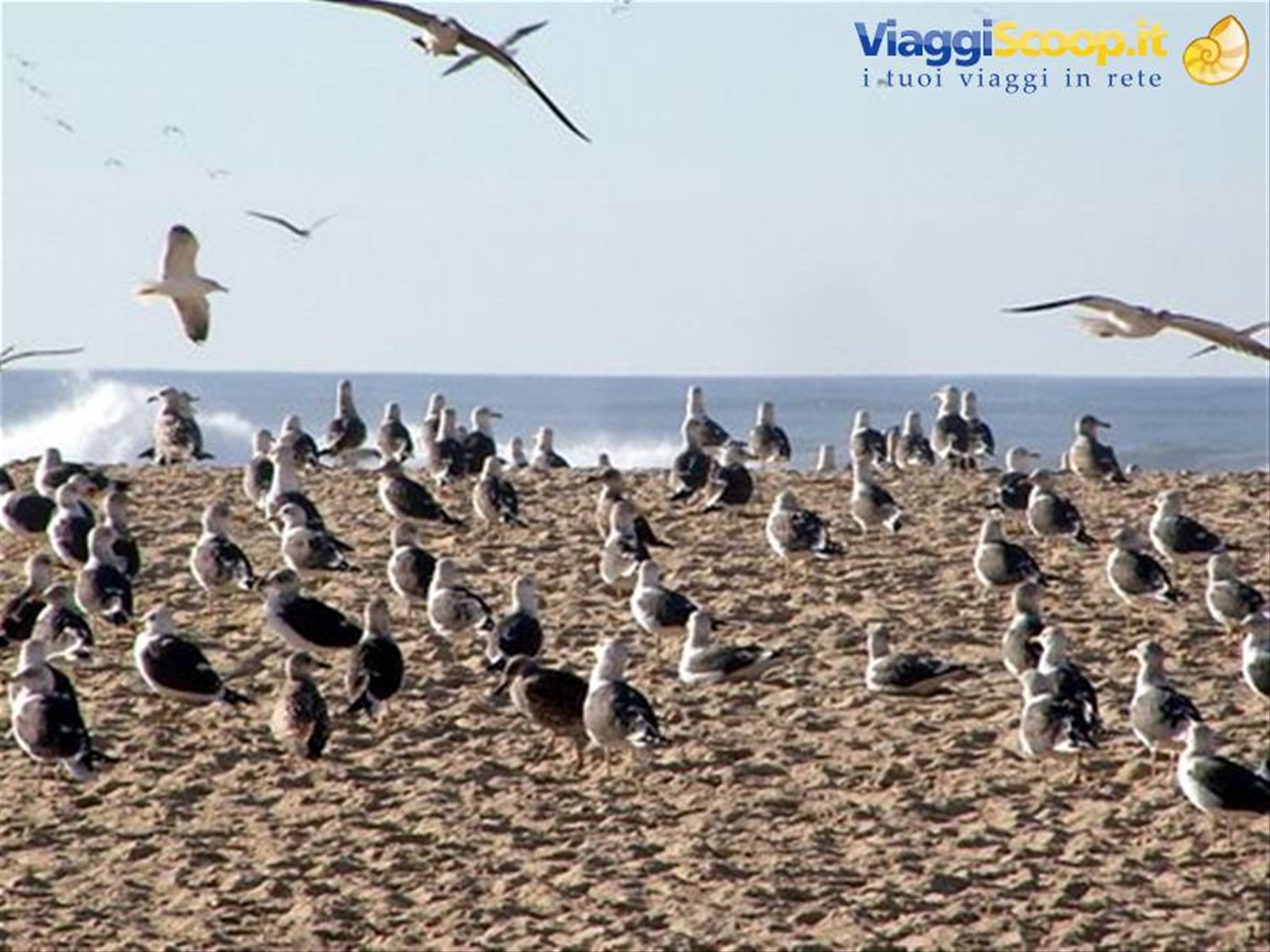 FIGUEIRA DA FOZ, TRA LEIRIA COIMBRA E PORTO, SPIAGGIA CON GABBIANI OCEANICI, I SEAGULLS
