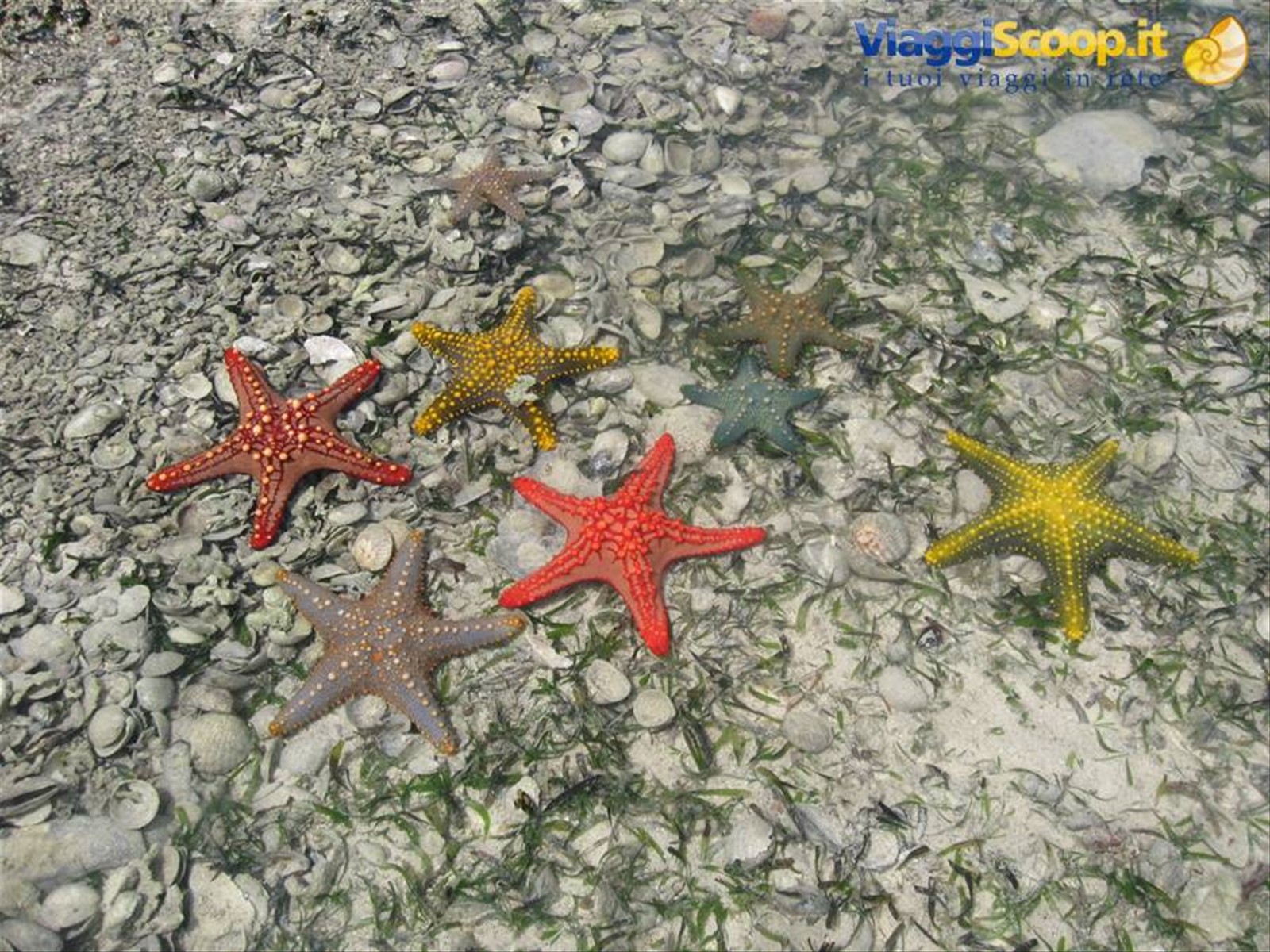Stelle marine a Prison Island