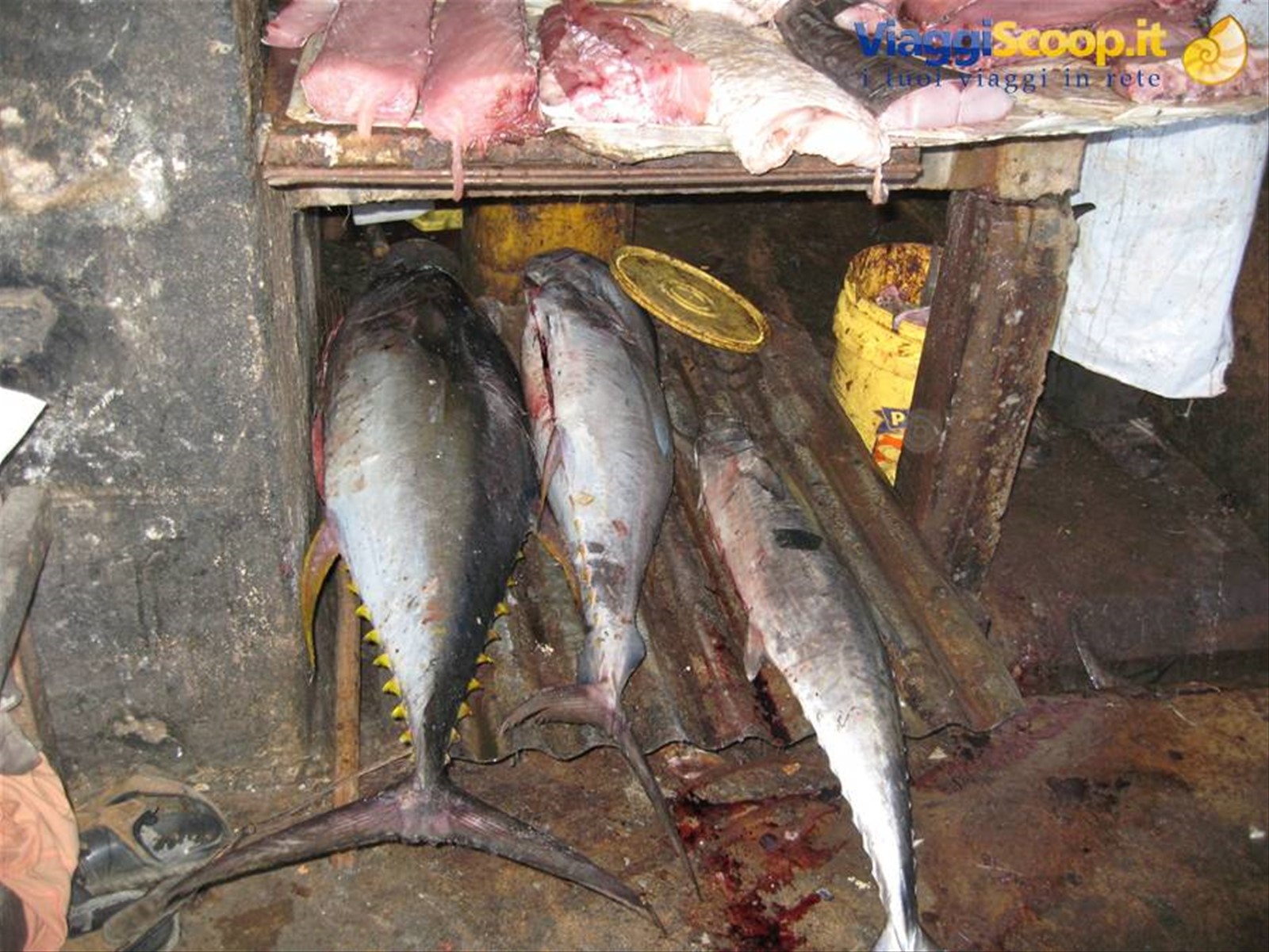 Stone Town - Mercato del pesce - Tra questi un tonno a pinna gialla