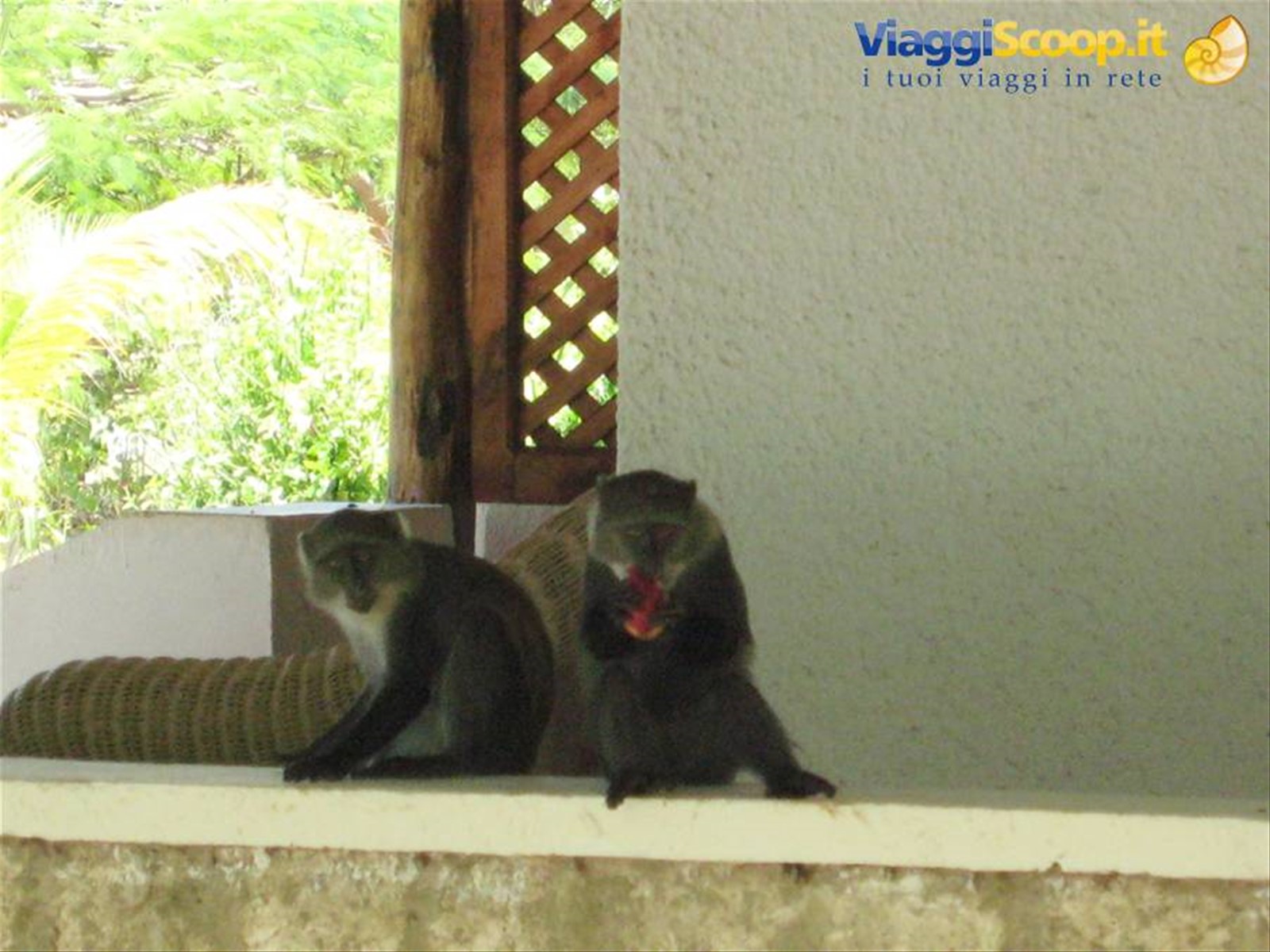 Dongwe Village - Scimmiette sul nostro balconcino