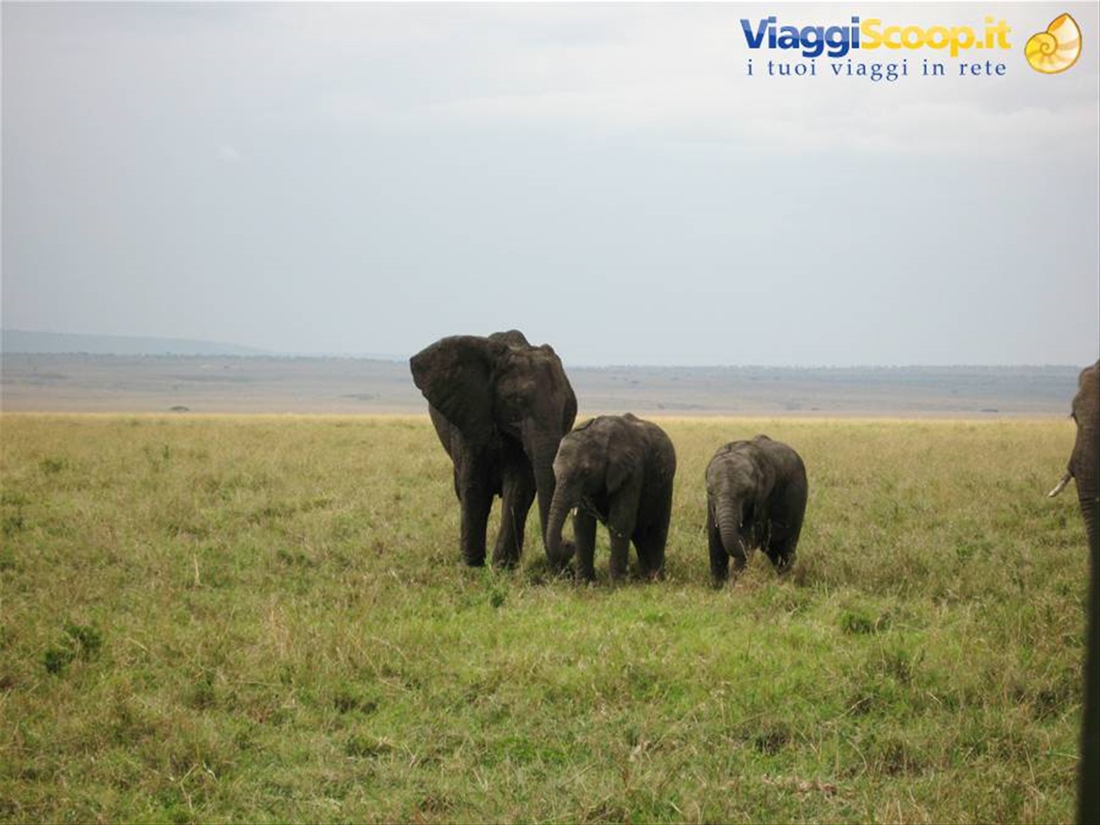 Masai Mara - agosto 2008 - Mamma elefante e piccoli