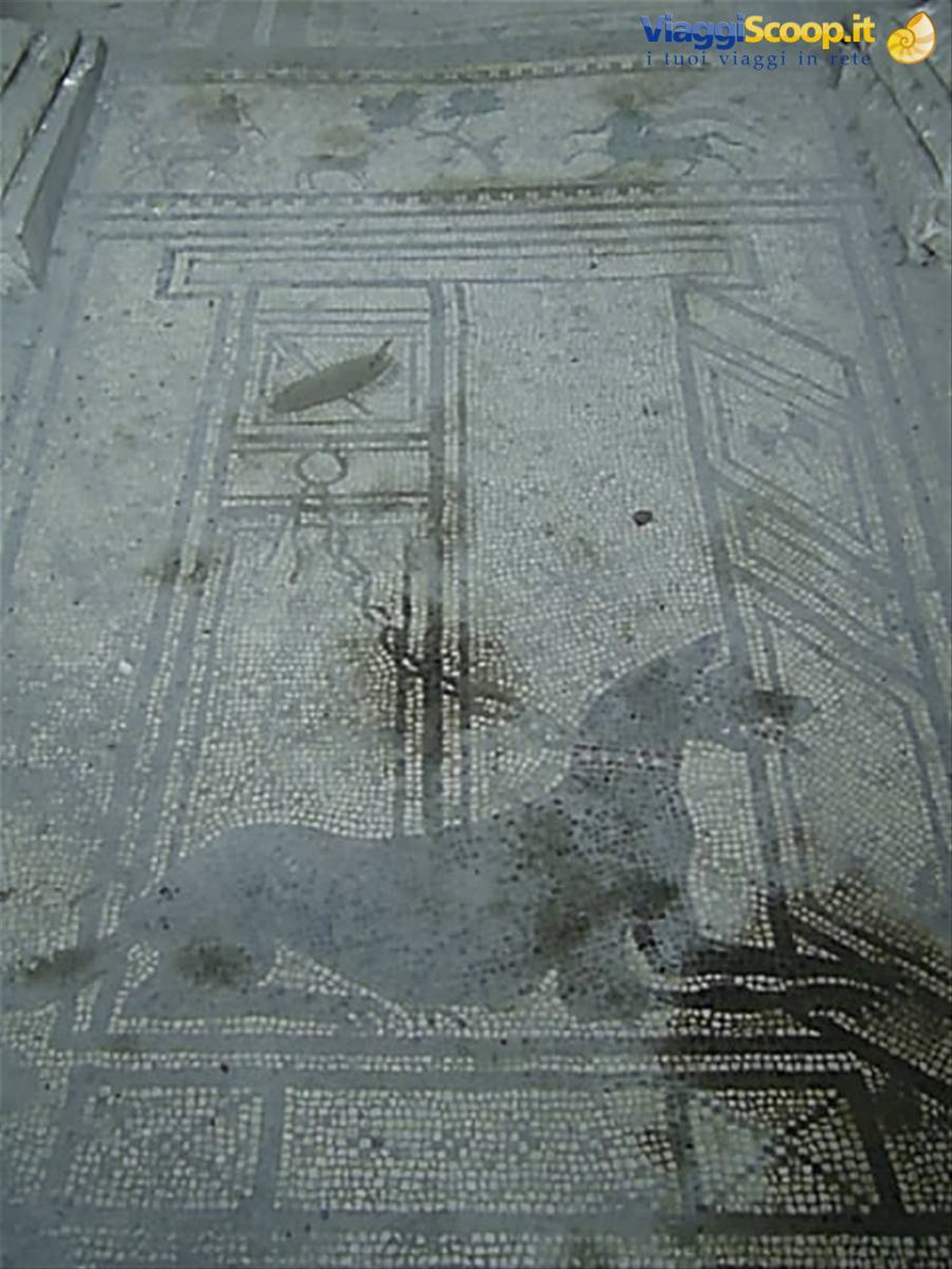 cave canem!
