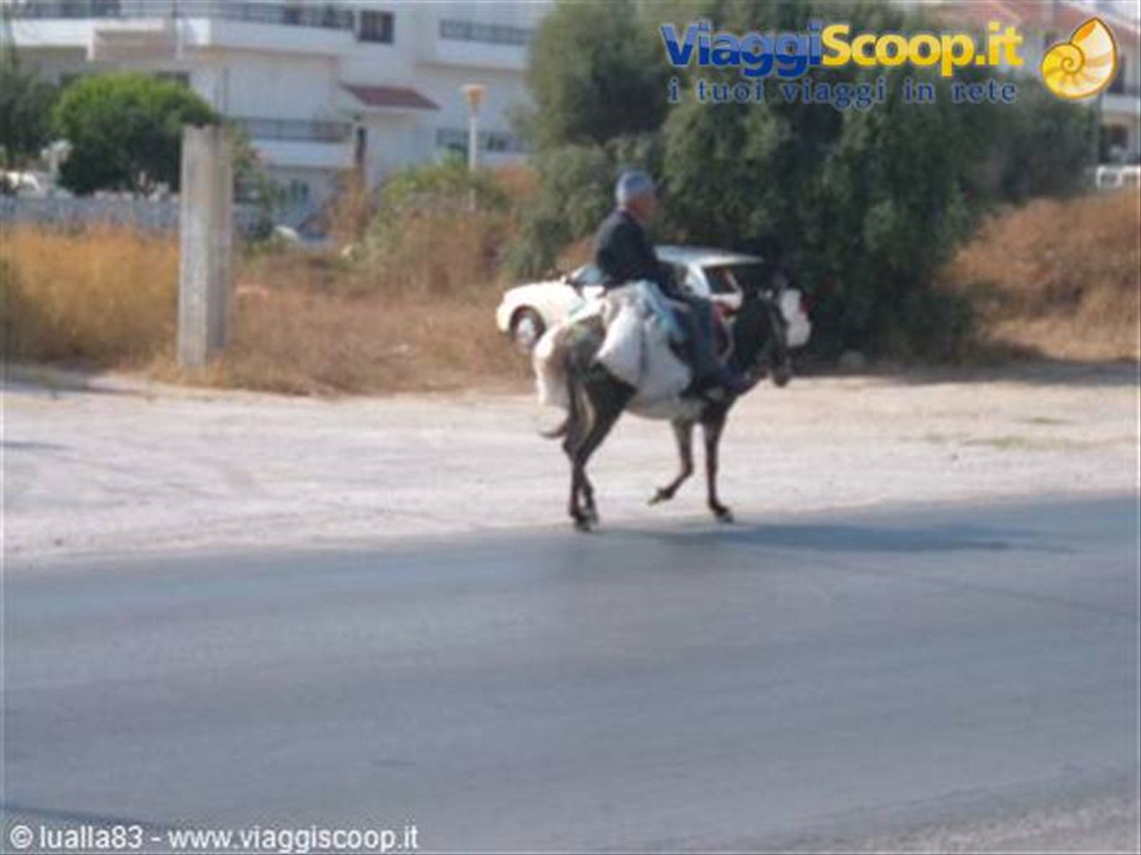 UN ASINELLO