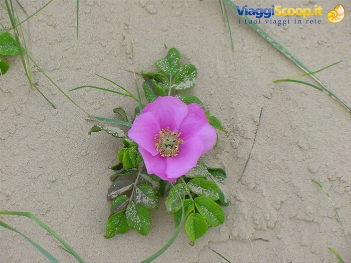 FIORI SULLE DUNE