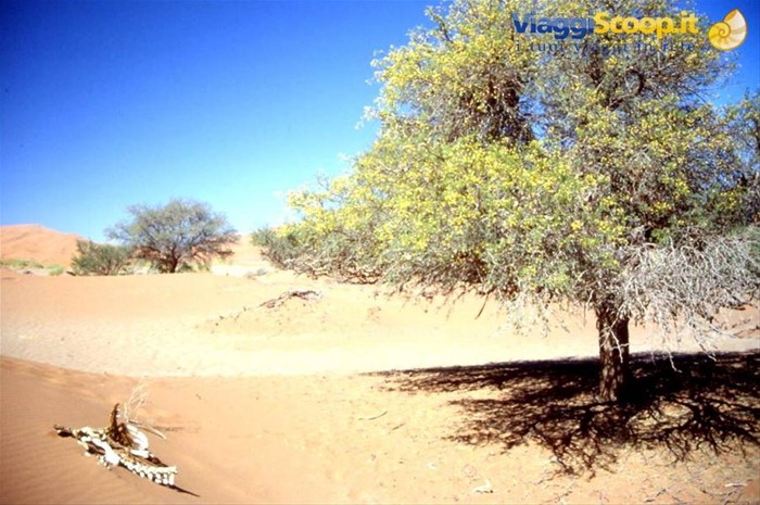 DESERO DEL NAMIB