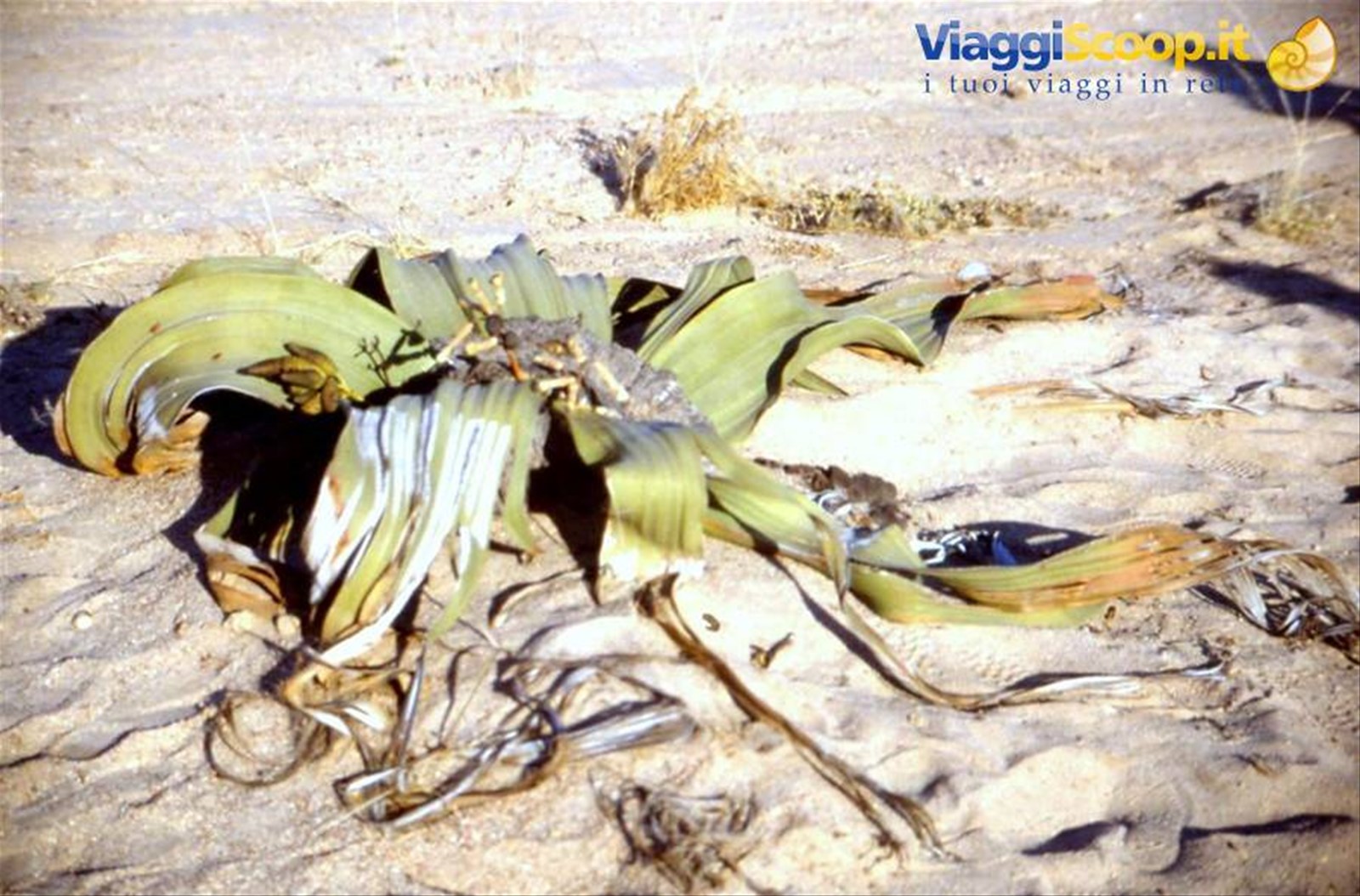 WELWITSCHIA - FOSSILE VIVENTE