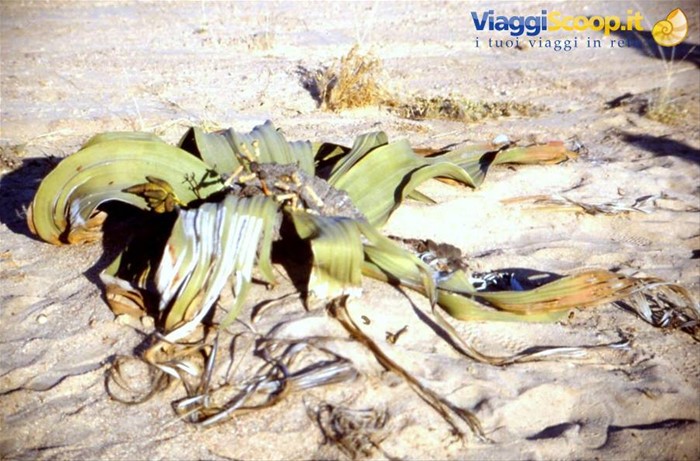 WELWITSCHIA - FOSSILE VIVENTE