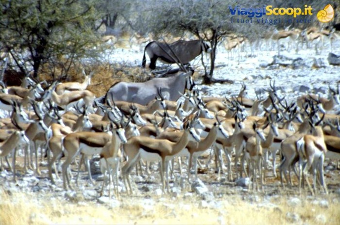 ETOSHA