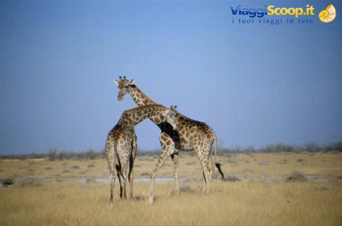 ETOSHA