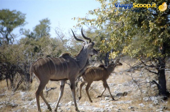 ETOSHA - KUDU