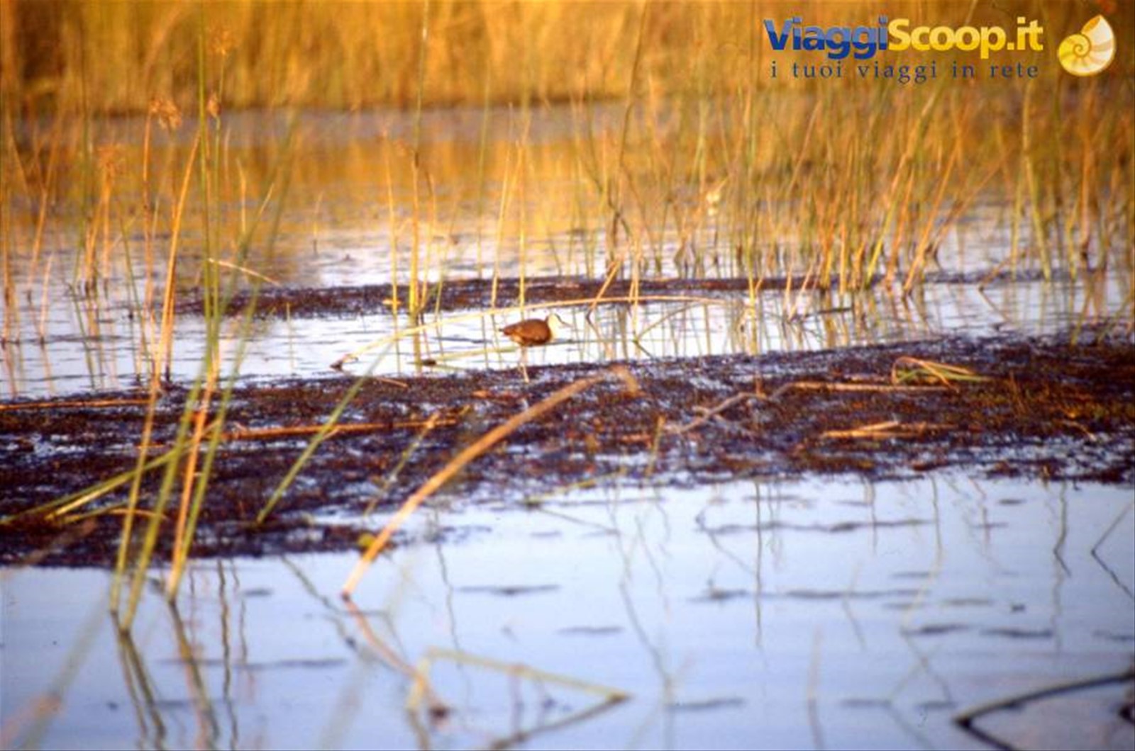 DELTA DELL'OKAVANGO