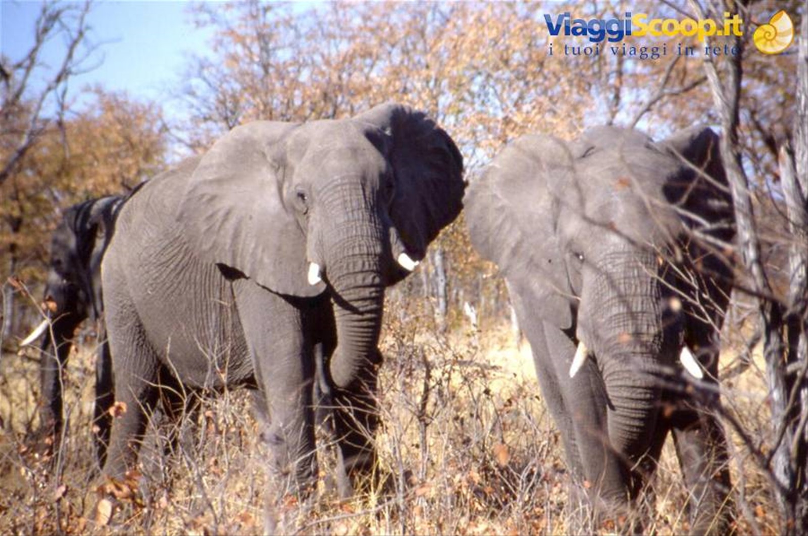 PARCO DEL CHOBE