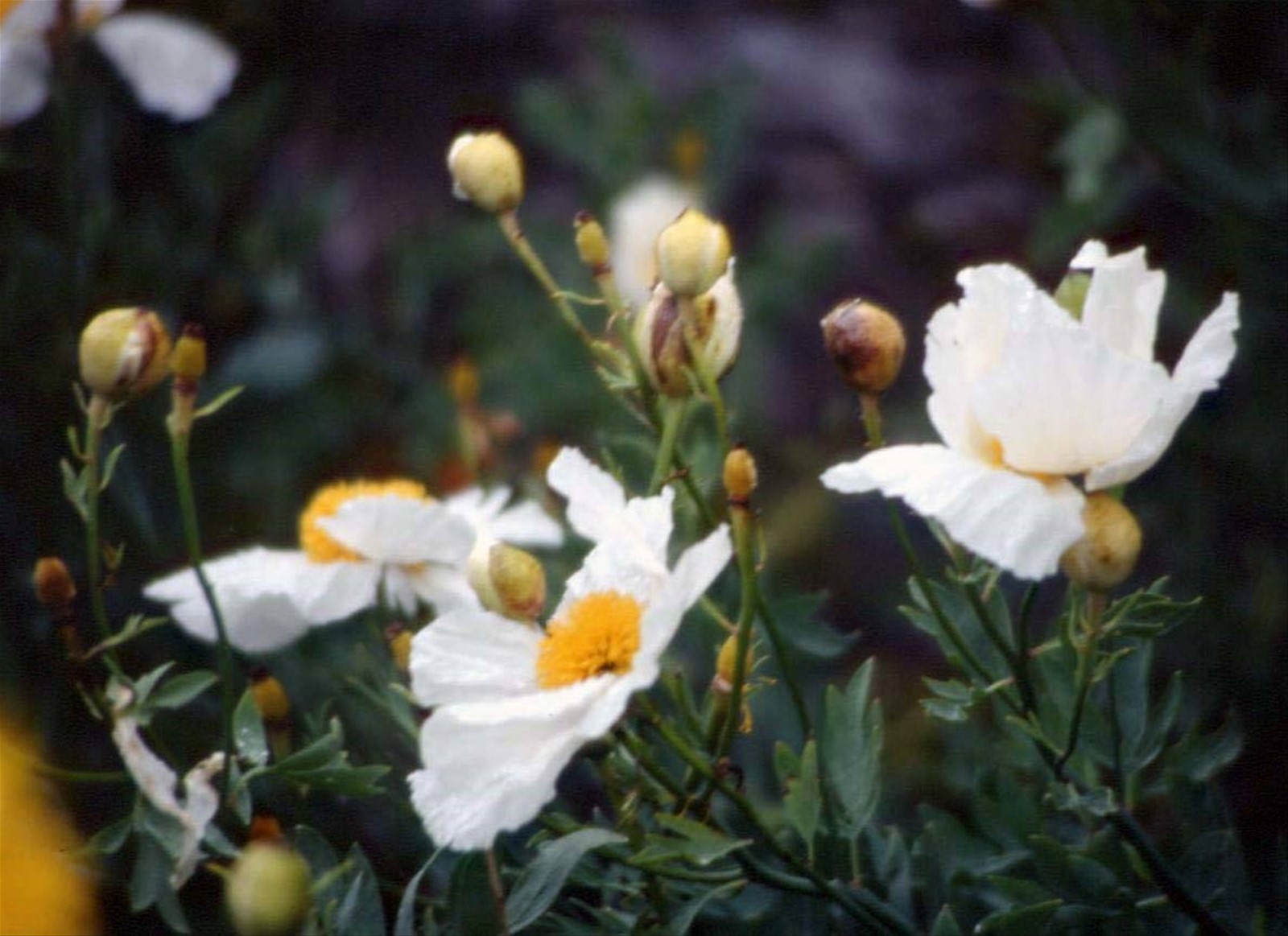 INVEREVE GARDEN