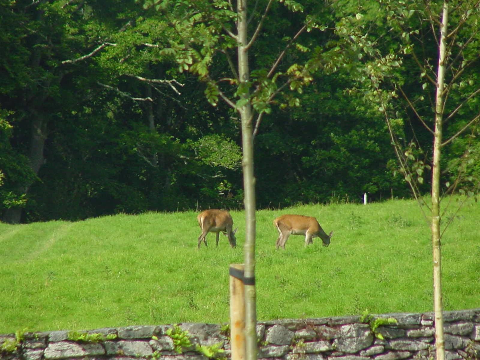 PARCO NAZIONALE DI KILLARNEY