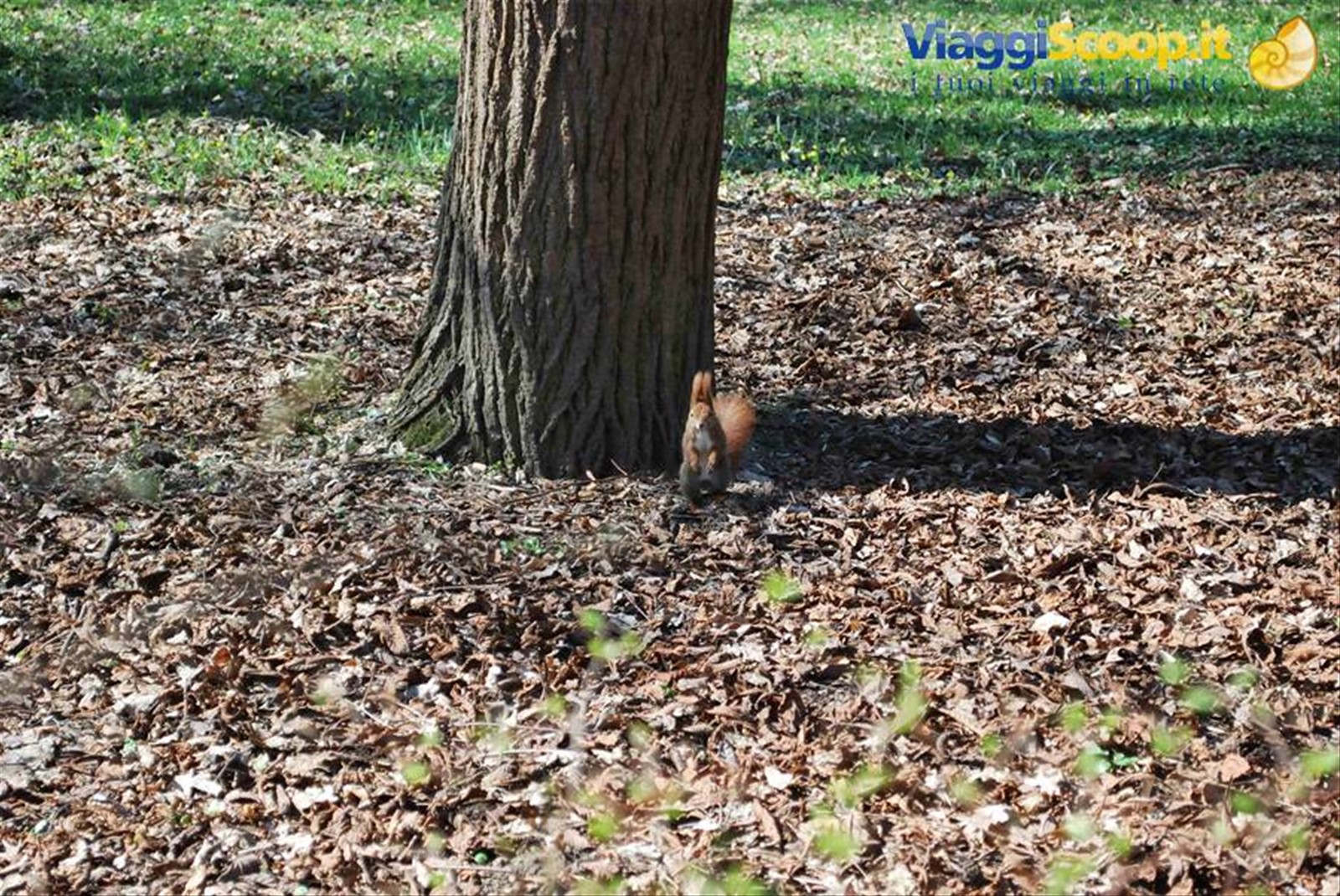 Scoiattoli al parco
