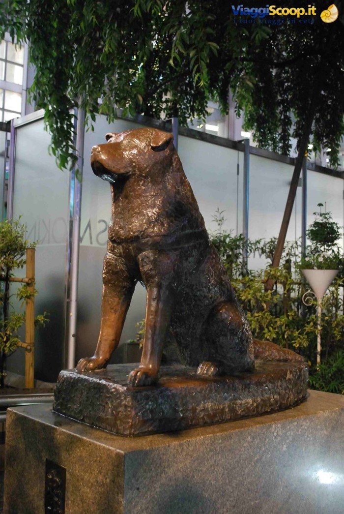 Hatchiko!