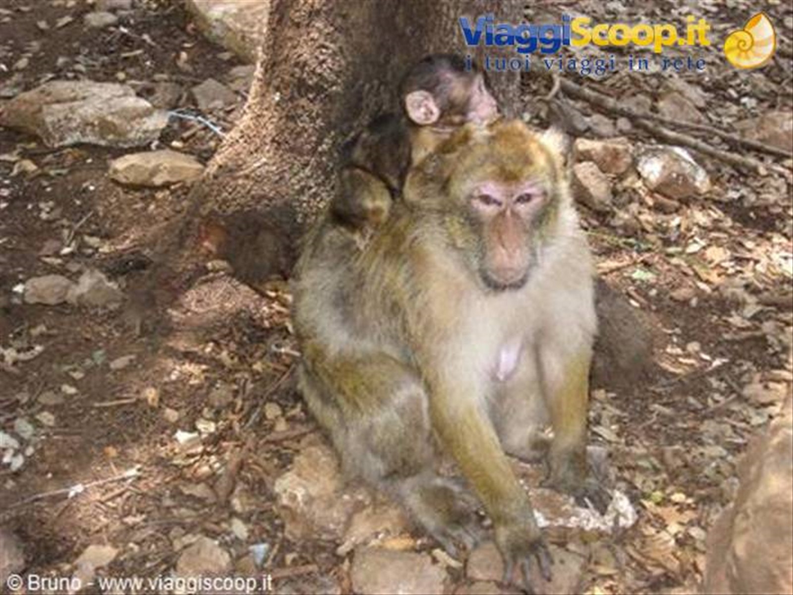 Scimmie nella foresta di cedri presso Azrou