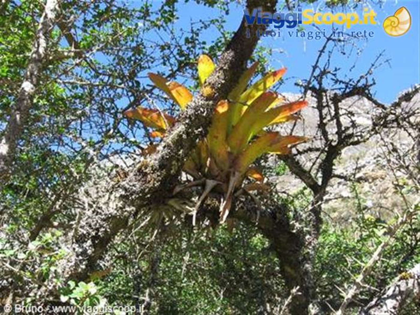 Trekking nella Cordillera Blanca - Vegetazione nella prima tappa