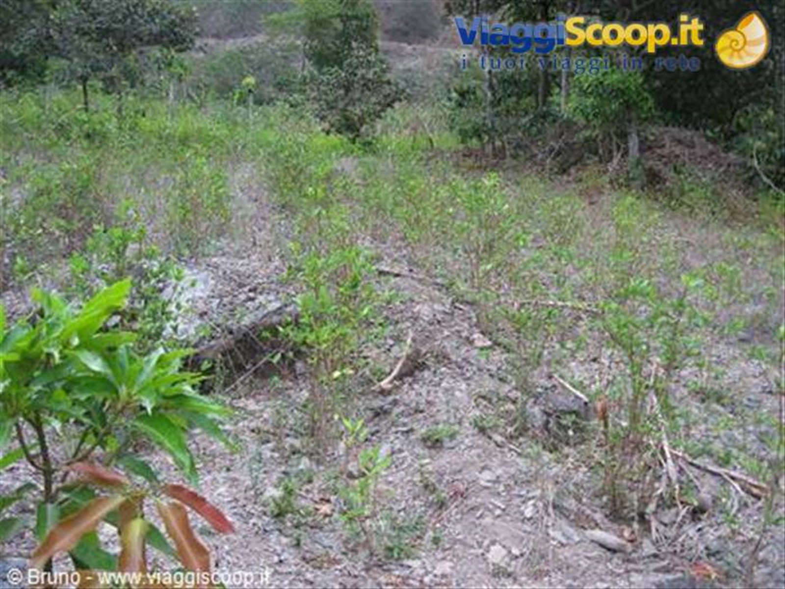 Trek nella selva amazzonica - Coltivazione della coca