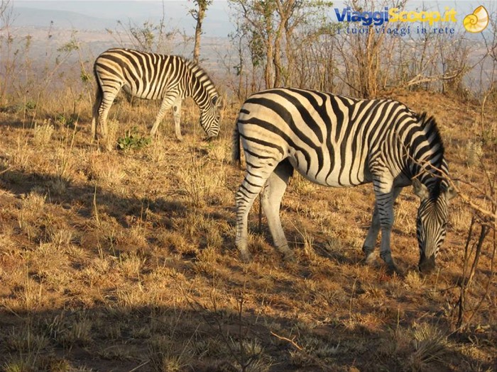 Parco Kruger - Zebre