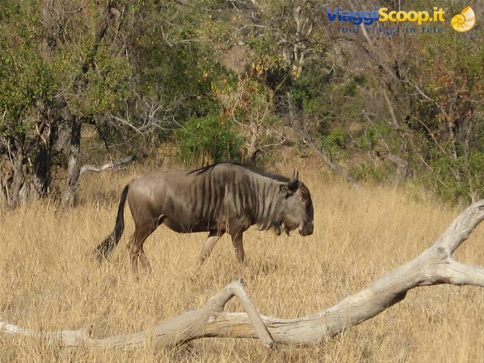 Parco Kruger - Gnu