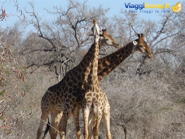 Parco Kruger - Giraffe