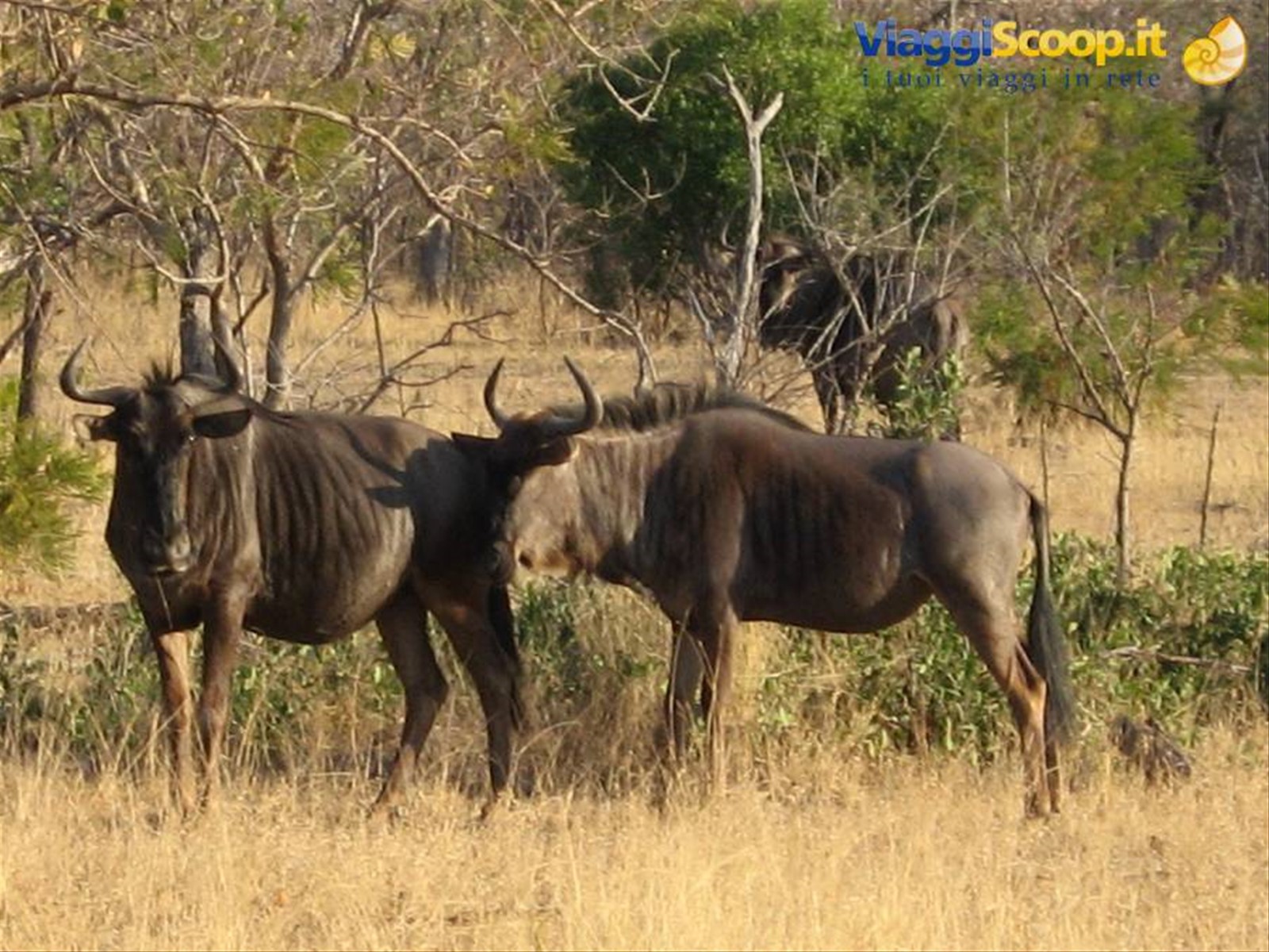 Parco Kruger - Gnu